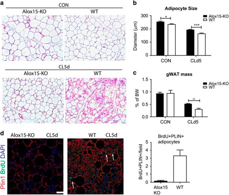 https://cdn.ncbi.nlm.nih.gov/pmc/blobs/202b/5108340/7557e94eb89e/cddis2016190f7.jpg