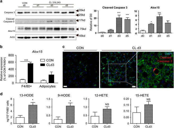 https://cdn.ncbi.nlm.nih.gov/pmc/blobs/202b/5108340/c74807c960a7/cddis2016190f1.jpg