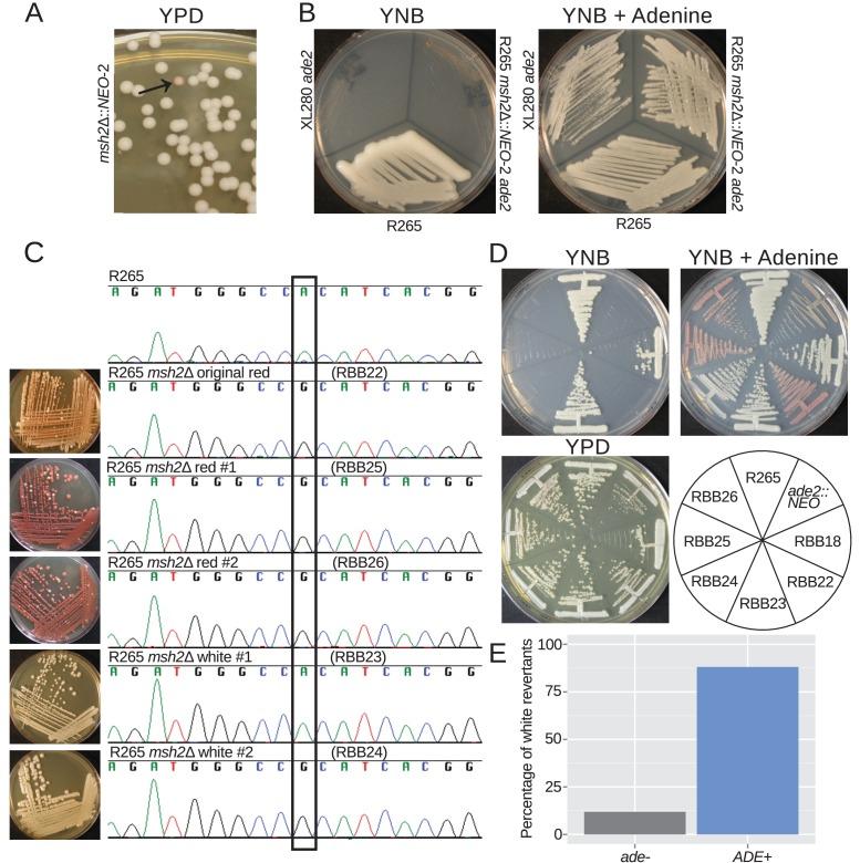 https://cdn.ncbi.nlm.nih.gov/pmc/blobs/202d/5614558/42777b295832/elife-28802-fig6.jpg