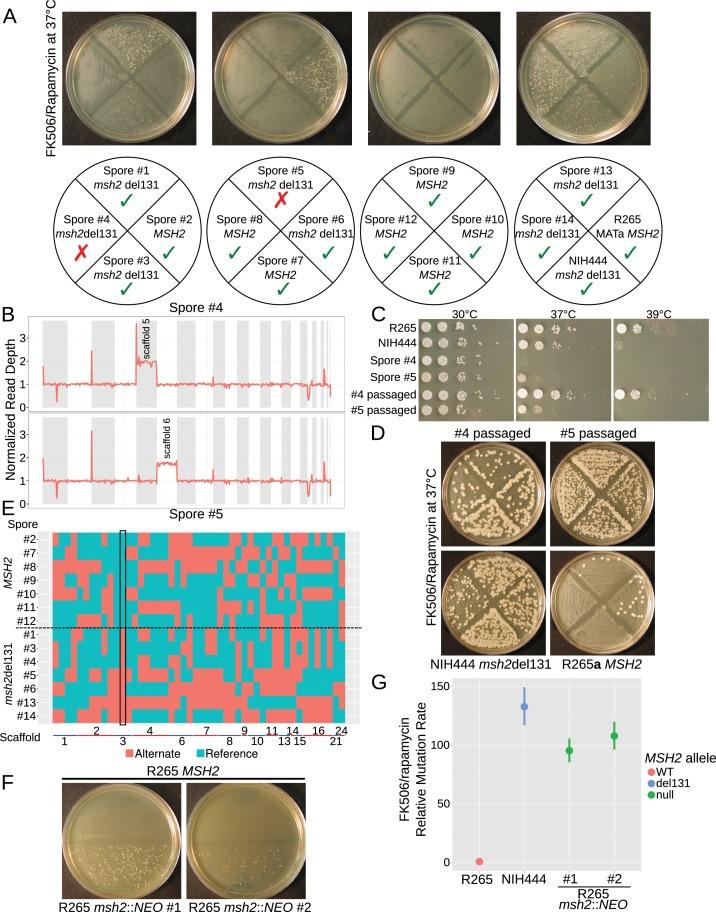 https://cdn.ncbi.nlm.nih.gov/pmc/blobs/202d/5614558/708bd21bb884/elife-28802-fig5.jpg