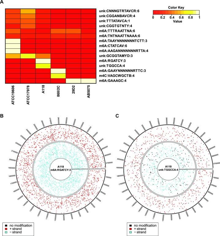 https://cdn.ncbi.nlm.nih.gov/pmc/blobs/202e/10287943/a68ad2daf76c/gkad377fig2.jpg