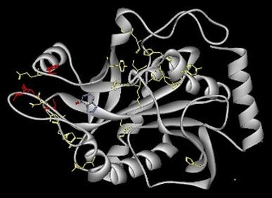 https://cdn.ncbi.nlm.nih.gov/pmc/blobs/2035/2832885/ef4db82ac0c6/792_2009_297_Fig3_HTML.jpg