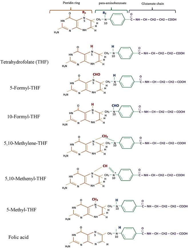 https://cdn.ncbi.nlm.nih.gov/pmc/blobs/2036/12079205/1449feec5426/ao5c00251_0001.jpg