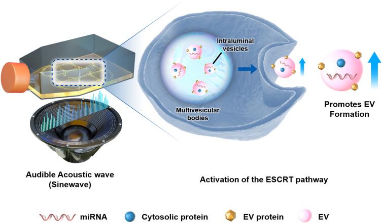 https://cdn.ncbi.nlm.nih.gov/pmc/blobs/2039/11566213/23fb5c69bf52/IJN-19-11767-g0006.jpg