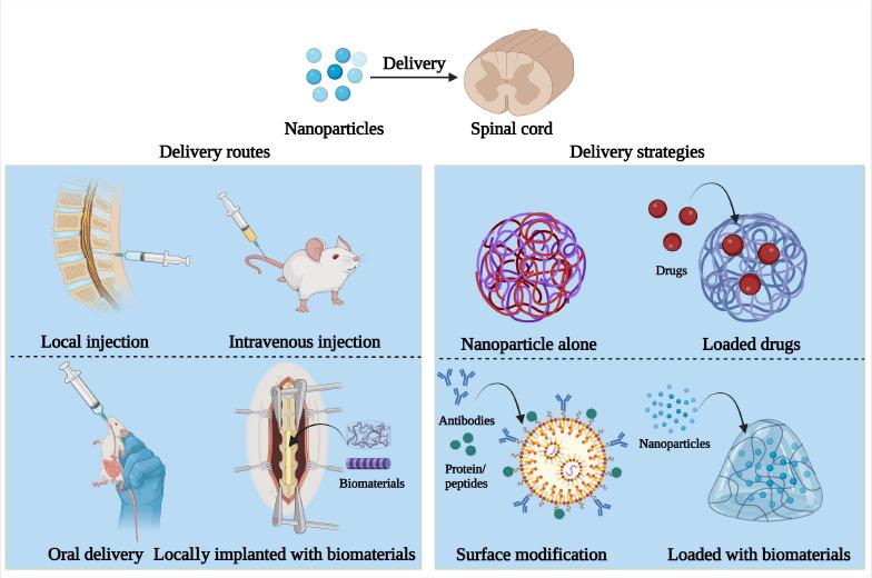 https://cdn.ncbi.nlm.nih.gov/pmc/blobs/2039/11688544/6ec6fd84a1f2/NRR-20-1665-g004.jpg