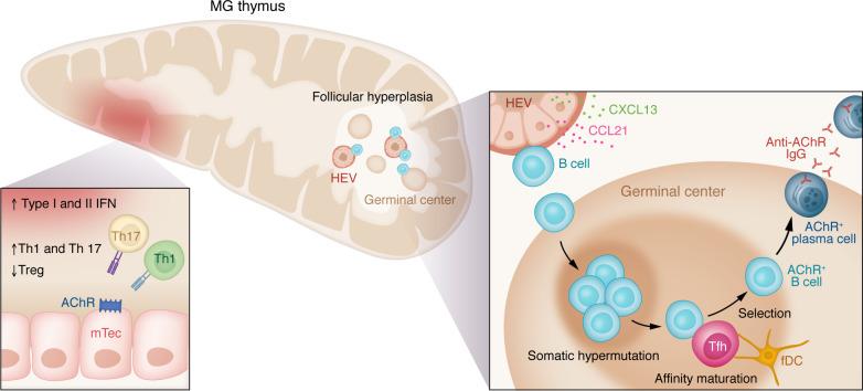 https://cdn.ncbi.nlm.nih.gov/pmc/blobs/203b/11178544/313b7f660da2/jci-134-179742-g150.jpg