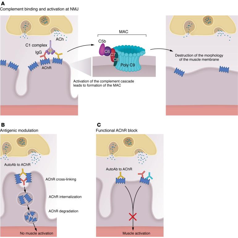 https://cdn.ncbi.nlm.nih.gov/pmc/blobs/203b/11178544/bbc6dbcb1e24/jci-134-179742-g148.jpg