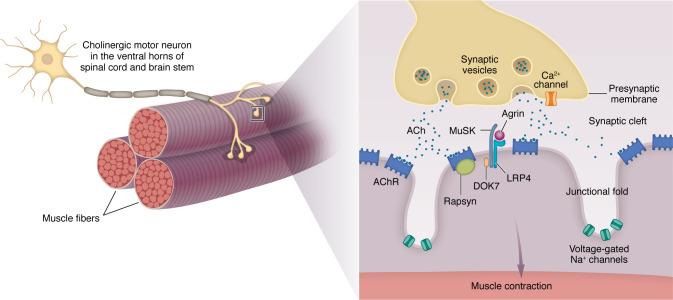 https://cdn.ncbi.nlm.nih.gov/pmc/blobs/203b/11178544/c6504c5605ad/jci-134-179742-g147.jpg