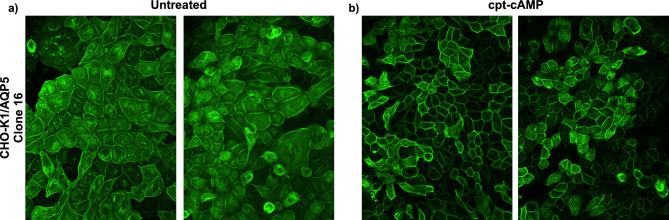https://cdn.ncbi.nlm.nih.gov/pmc/blobs/203b/11237030/9bcc7070e54b/41598_2024_67147_Fig5_HTML.jpg