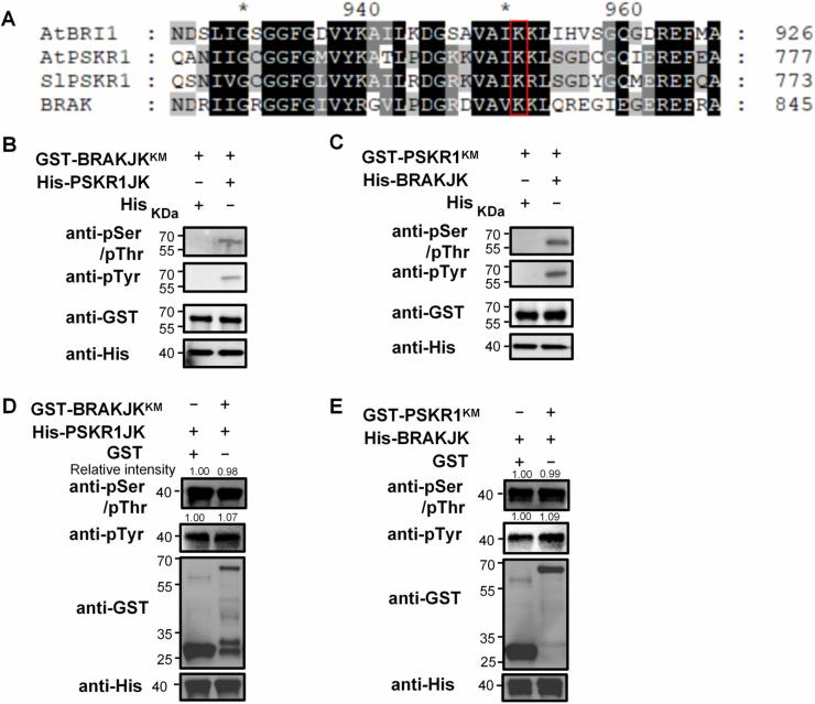 https://cdn.ncbi.nlm.nih.gov/pmc/blobs/203d/11612273/289fc92708ce/44318_2024_278_Fig10_ESM.jpg