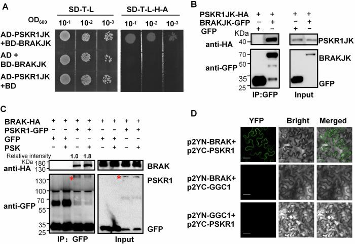 https://cdn.ncbi.nlm.nih.gov/pmc/blobs/203d/11612273/e9ba711f49b4/44318_2024_278_Fig3_HTML.jpg