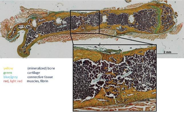 https://cdn.ncbi.nlm.nih.gov/pmc/blobs/2043/5881126/099378997fba/JMNI-18-032-g002.jpg