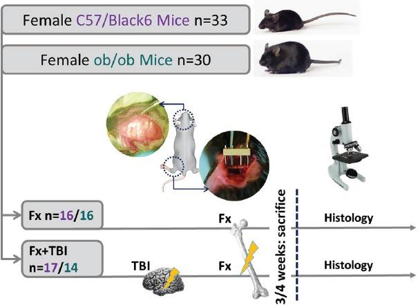 https://cdn.ncbi.nlm.nih.gov/pmc/blobs/2043/5881126/ddb9110f7490/JMNI-18-032-g001.jpg