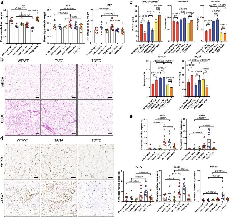 https://cdn.ncbi.nlm.nih.gov/pmc/blobs/2043/9984430/660e9d9a0377/41418_2022_1077_Fig3_HTML.jpg