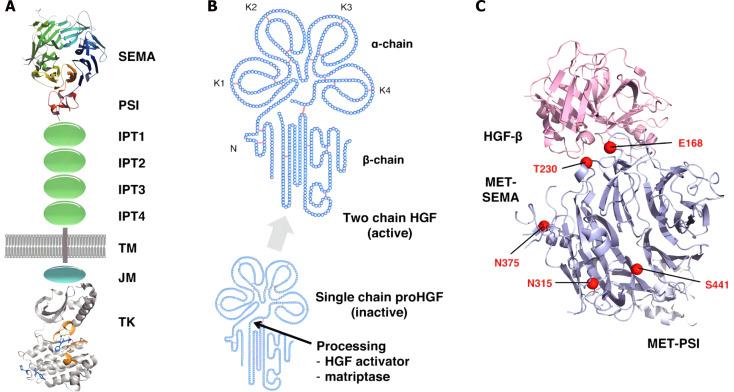 https://cdn.ncbi.nlm.nih.gov/pmc/blobs/2046/11334049/b8d988ac3389/WJGO-16-3397-g001.jpg
