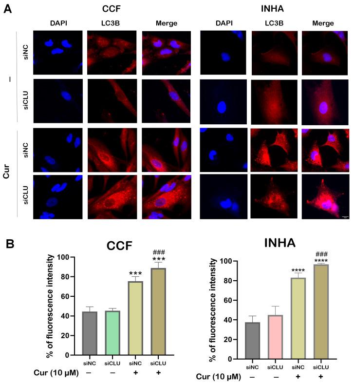 https://cdn.ncbi.nlm.nih.gov/pmc/blobs/2047/12195681/007efb4f32f4/pharmaceutics-17-00679-g006.jpg