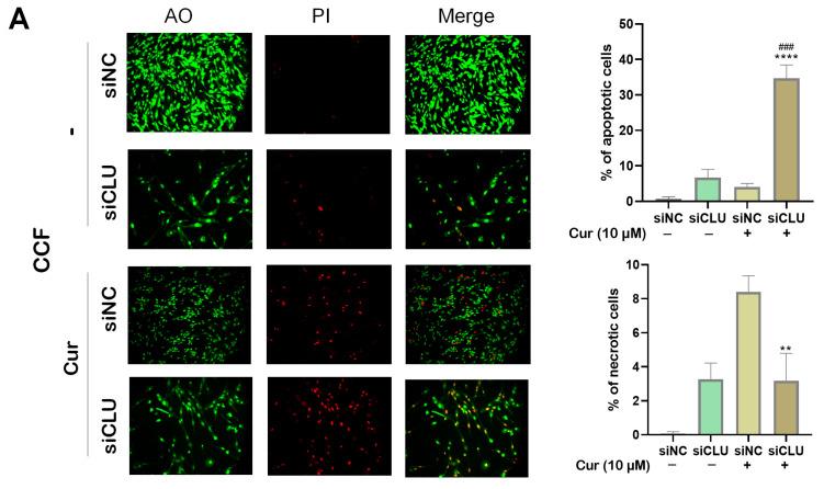 https://cdn.ncbi.nlm.nih.gov/pmc/blobs/2047/12195681/b5a4979c9fea/pharmaceutics-17-00679-g003a.jpg