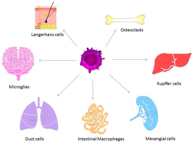 https://cdn.ncbi.nlm.nih.gov/pmc/blobs/2047/6539137/1b4f2aad6ffc/ijms-20-02093-g002.jpg