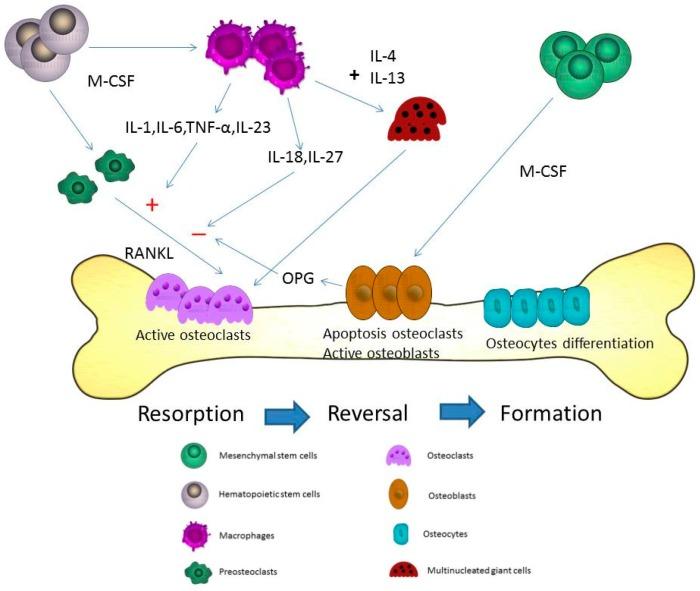 https://cdn.ncbi.nlm.nih.gov/pmc/blobs/2047/6539137/7f1683c45bd7/ijms-20-02093-g001.jpg