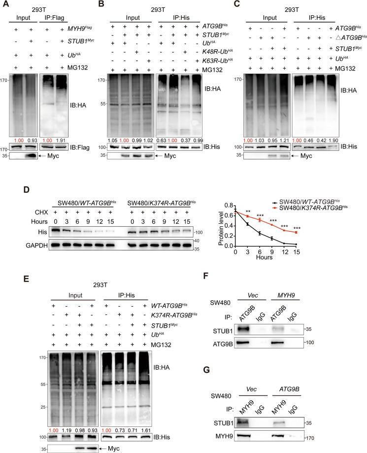https://cdn.ncbi.nlm.nih.gov/pmc/blobs/2049/8629984/a8e5844140b3/41418_2021_813_Fig5_HTML.jpg