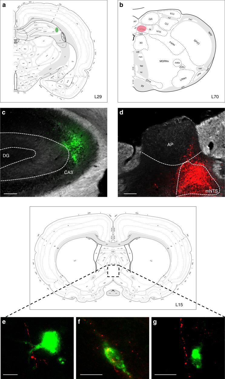 https://cdn.ncbi.nlm.nih.gov/pmc/blobs/204a/5988686/1d0b10a6cea2/41467_2018_4639_Fig6_HTML.jpg