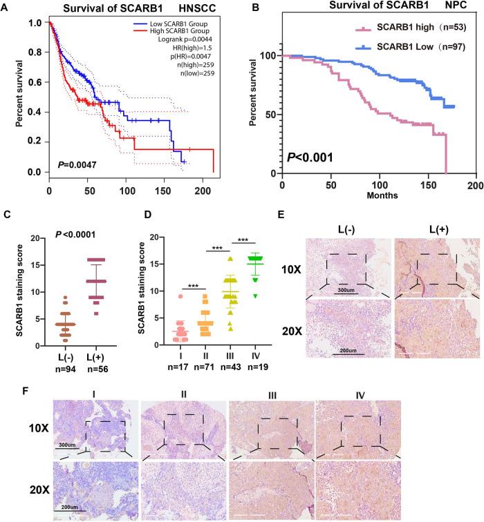https://cdn.ncbi.nlm.nih.gov/pmc/blobs/204b/10465564/da5a2bb39cb2/41420_2023_1621_Fig3_HTML.jpg
