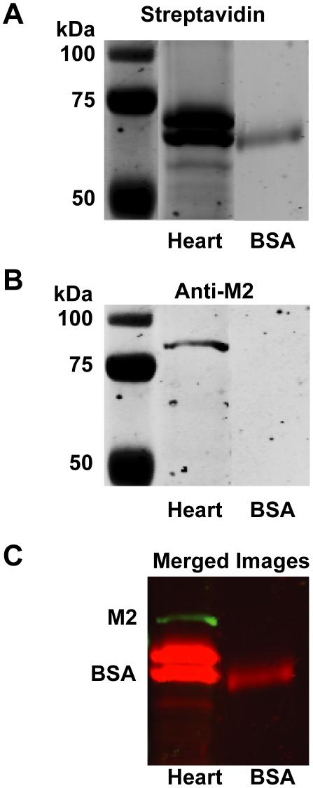 https://cdn.ncbi.nlm.nih.gov/pmc/blobs/204b/2866713/d0679fcb8e67/pone.0010562.g006.jpg
