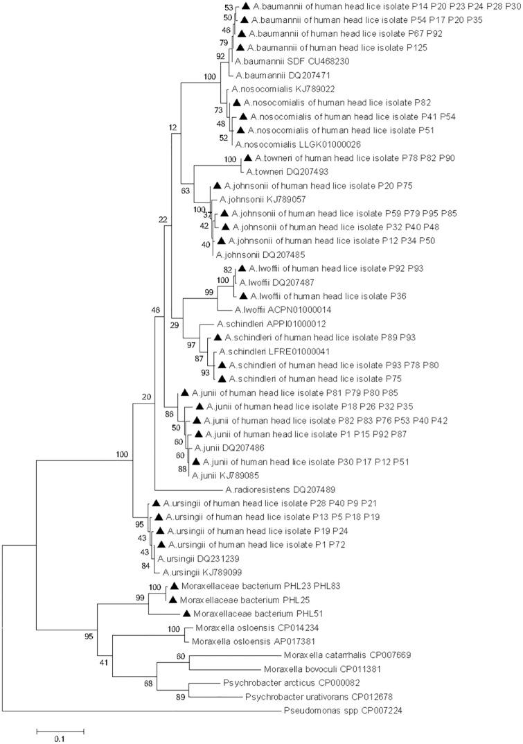 https://cdn.ncbi.nlm.nih.gov/pmc/blobs/204c/5135033/5f72a26b2d0c/pntd.0005142.g005.jpg