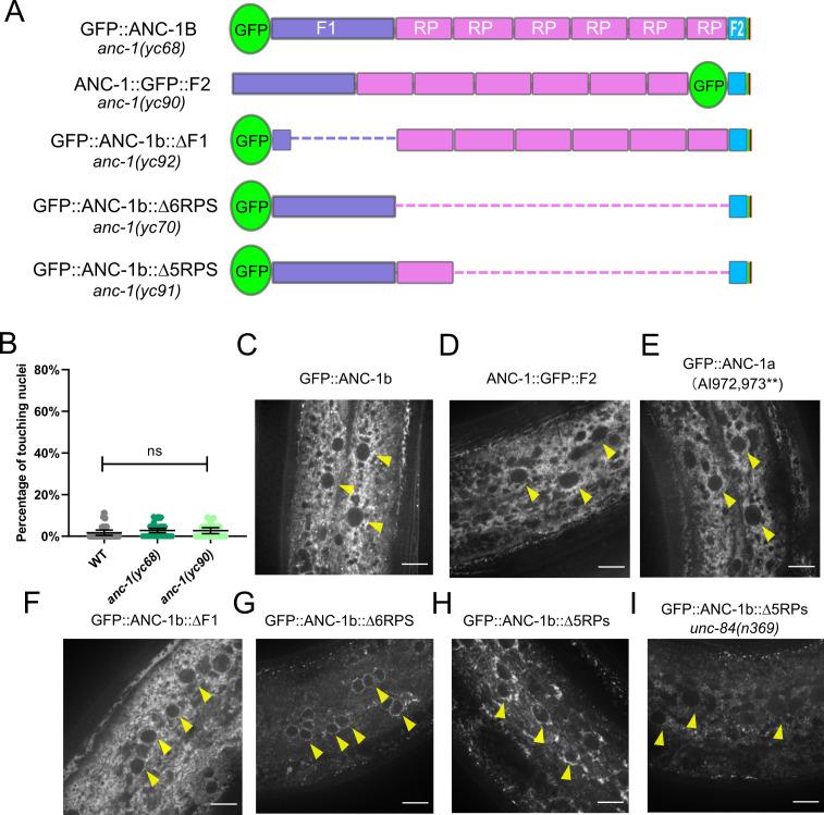 https://cdn.ncbi.nlm.nih.gov/pmc/blobs/204d/8139857/461799568e89/elife-61069-fig5.jpg