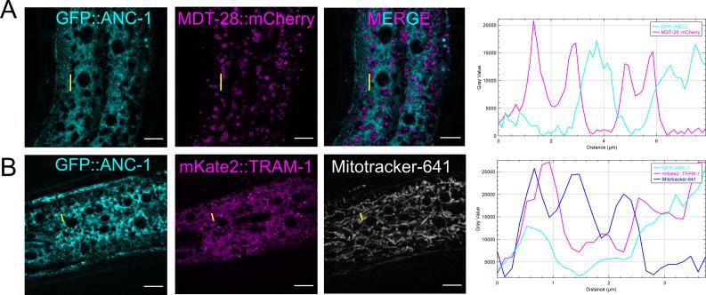 https://cdn.ncbi.nlm.nih.gov/pmc/blobs/204d/8139857/ff7dbad6c1fd/elife-61069-fig7-figsupp1.jpg