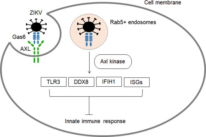 https://cdn.ncbi.nlm.nih.gov/pmc/blobs/204e/8966389/4f26c0afcc53/fimmu-13-773191-g002.jpg