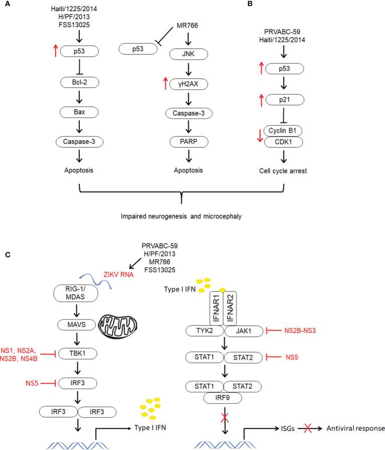 https://cdn.ncbi.nlm.nih.gov/pmc/blobs/204e/8966389/c923ae948cf8/fimmu-13-773191-g003.jpg