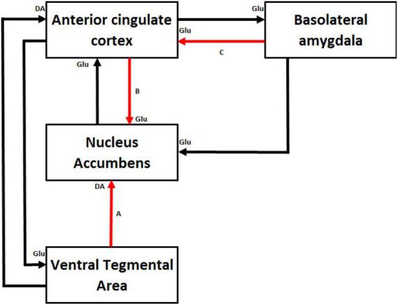 https://cdn.ncbi.nlm.nih.gov/pmc/blobs/2050/9095966/35004e8a5297/fnins-16-699817-g002.jpg