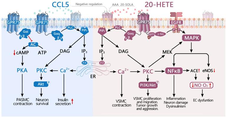 https://cdn.ncbi.nlm.nih.gov/pmc/blobs/2052/12071931/c2d886f6f941/ijms-26-04084-g002.jpg
