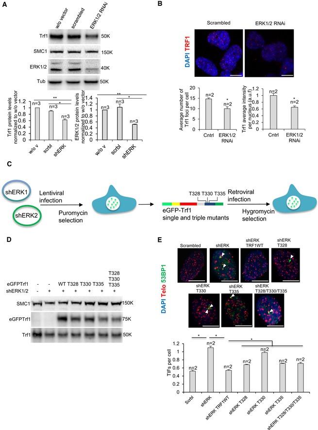 https://cdn.ncbi.nlm.nih.gov/pmc/blobs/2055/6609915/8c37661d15aa/EMMM-11-e10292-g011.jpg