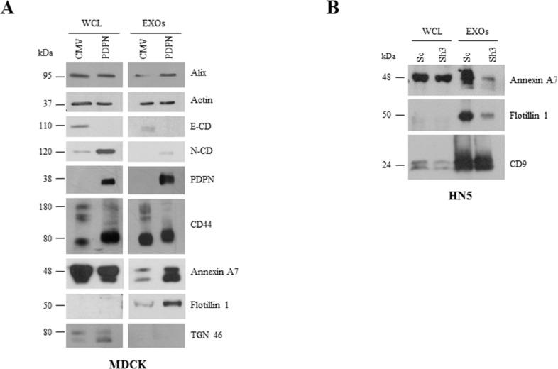 https://cdn.ncbi.nlm.nih.gov/pmc/blobs/2056/4941298/22481a8a69f3/oncotarget-07-16070-g008.jpg