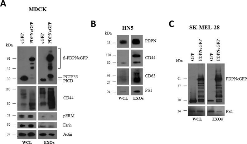 https://cdn.ncbi.nlm.nih.gov/pmc/blobs/2056/4941298/e503d5198123/oncotarget-07-16070-g001.jpg