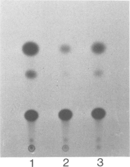 https://cdn.ncbi.nlm.nih.gov/pmc/blobs/2056/557037/bca7ca15e7cd/emboj00097-0366-a.jpg