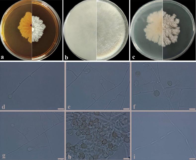 https://cdn.ncbi.nlm.nih.gov/pmc/blobs/205a/10940860/2ad86816a9f1/mycokeys-102-301-g004.jpg