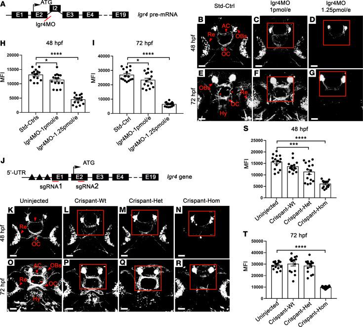 https://cdn.ncbi.nlm.nih.gov/pmc/blobs/205c/7308048/b4f24b1c9848/jciinsight-5-133434-g161.jpg
