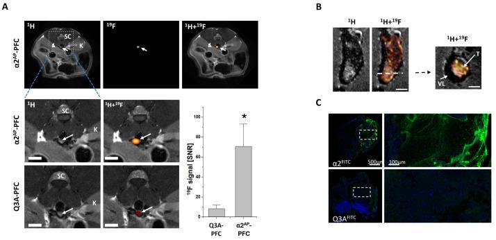 https://cdn.ncbi.nlm.nih.gov/pmc/blobs/205e/11942564/80abfa3f7ec6/ijms-26-02462-g002.jpg