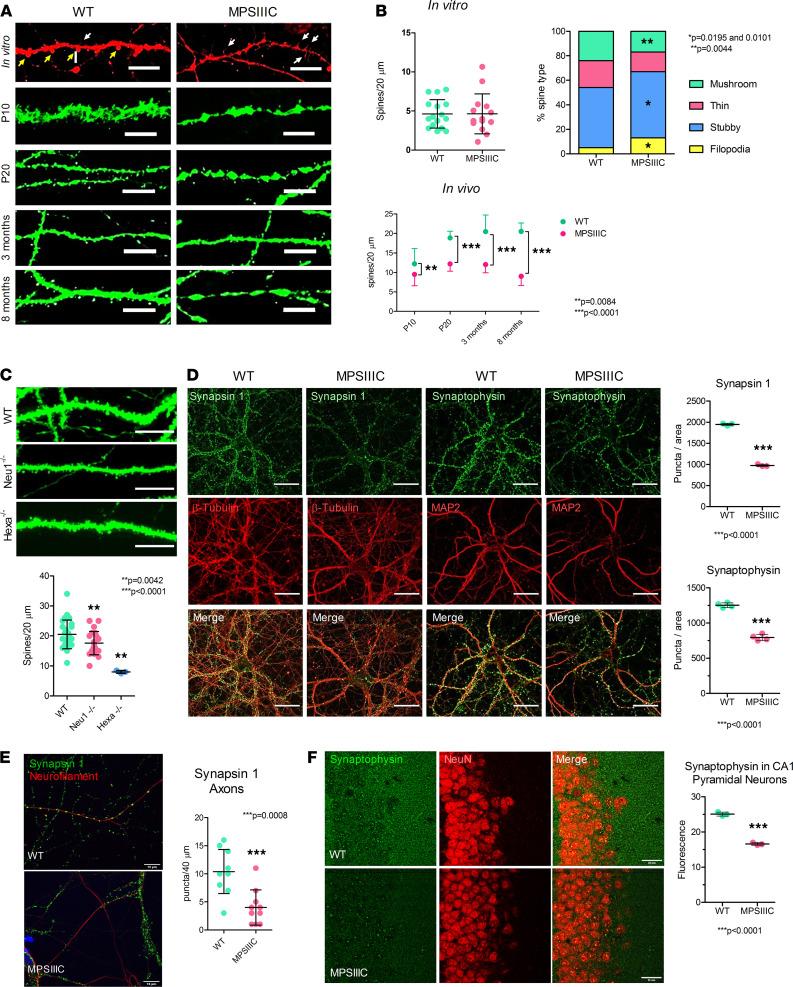 https://cdn.ncbi.nlm.nih.gov/pmc/blobs/2061/8410035/7a8cef04e12a/jciinsight-6-142073-g129.jpg