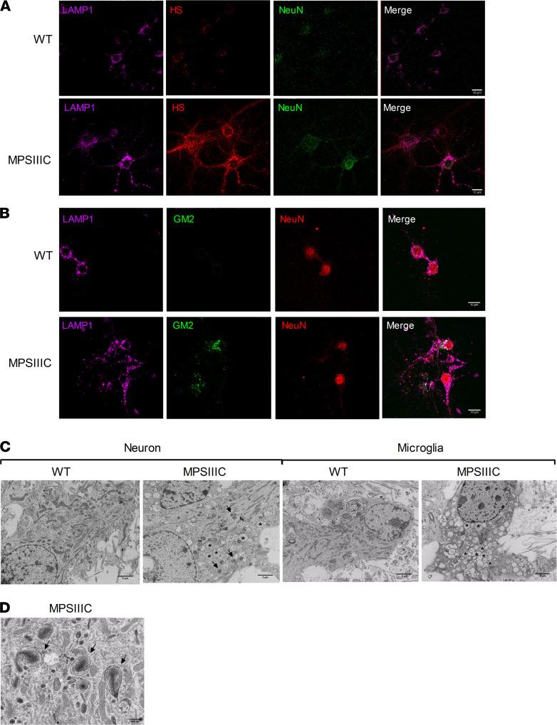 https://cdn.ncbi.nlm.nih.gov/pmc/blobs/2061/8410035/9275a13e050a/jciinsight-6-142073-g127.jpg