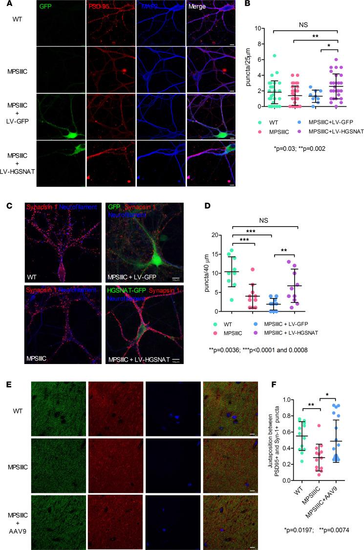 https://cdn.ncbi.nlm.nih.gov/pmc/blobs/2061/8410035/d293584cdc6d/jciinsight-6-142073-g134.jpg