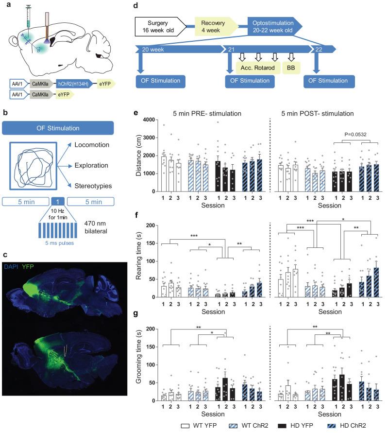 https://cdn.ncbi.nlm.nih.gov/pmc/blobs/2063/7535932/1776ffd857cd/elife-57017-fig4.jpg