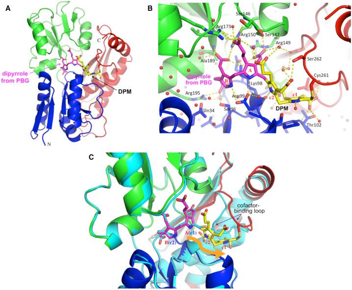 https://cdn.ncbi.nlm.nih.gov/pmc/blobs/2065/7959689/899bb2c97112/BCJ-478-1023-g0004.jpg