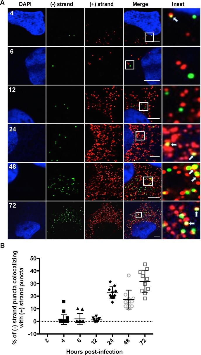 https://cdn.ncbi.nlm.nih.gov/pmc/blobs/2068/4378894/125484cf541b/ppat.1004758.g004.jpg