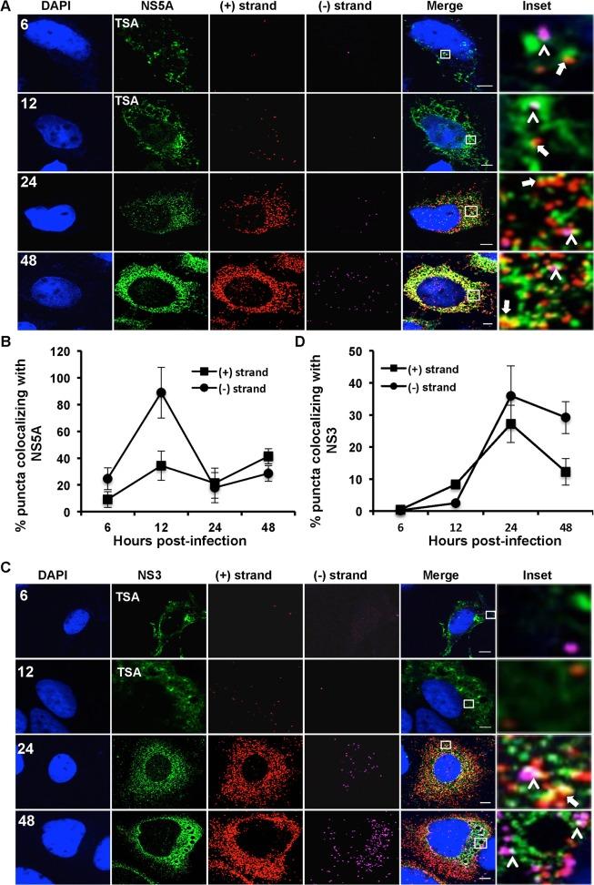 https://cdn.ncbi.nlm.nih.gov/pmc/blobs/2068/4378894/52664833cd4f/ppat.1004758.g005.jpg