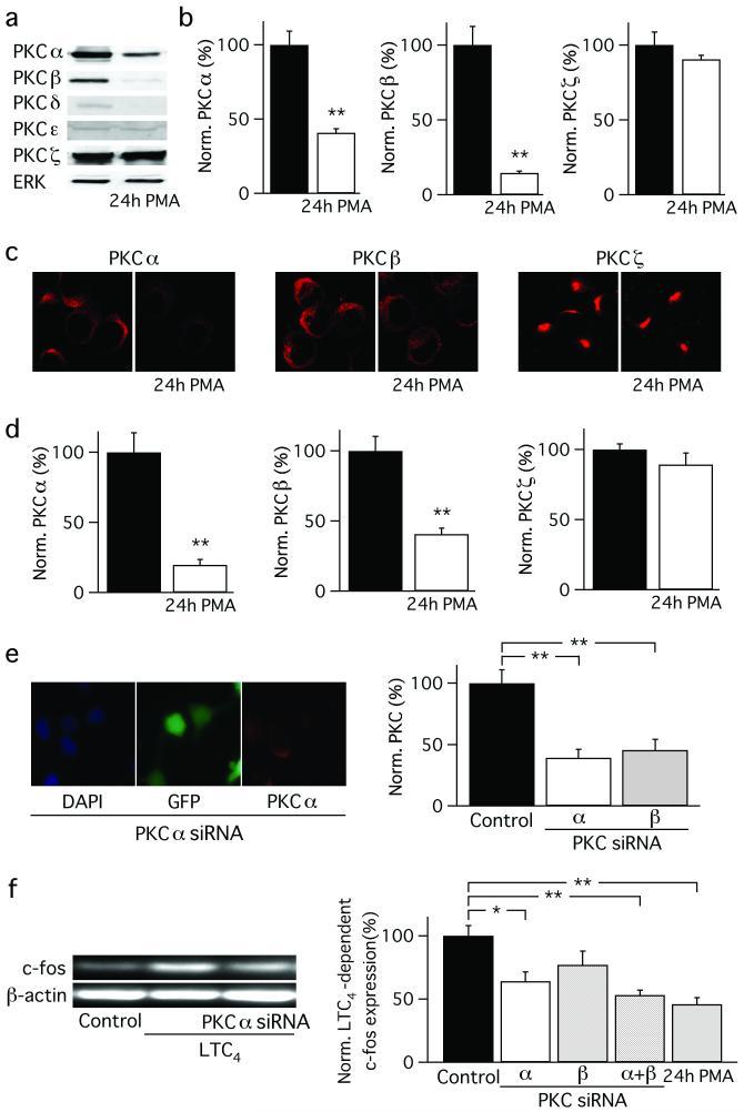 https://cdn.ncbi.nlm.nih.gov/pmc/blobs/206b/3272478/9cd4ebfb4a41/ukmss-40111-f0004.jpg