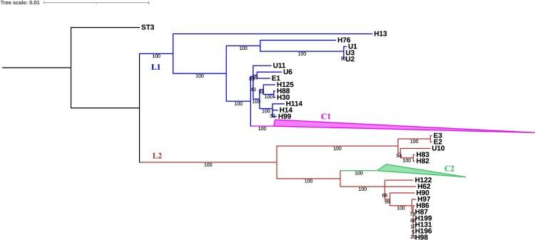 https://cdn.ncbi.nlm.nih.gov/pmc/blobs/206c/11443556/d77aaa6fdb97/TEMI_A_2408322_F0002_OC.jpg